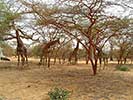 Réserve animalière de Bandia au Sénégal - 2
